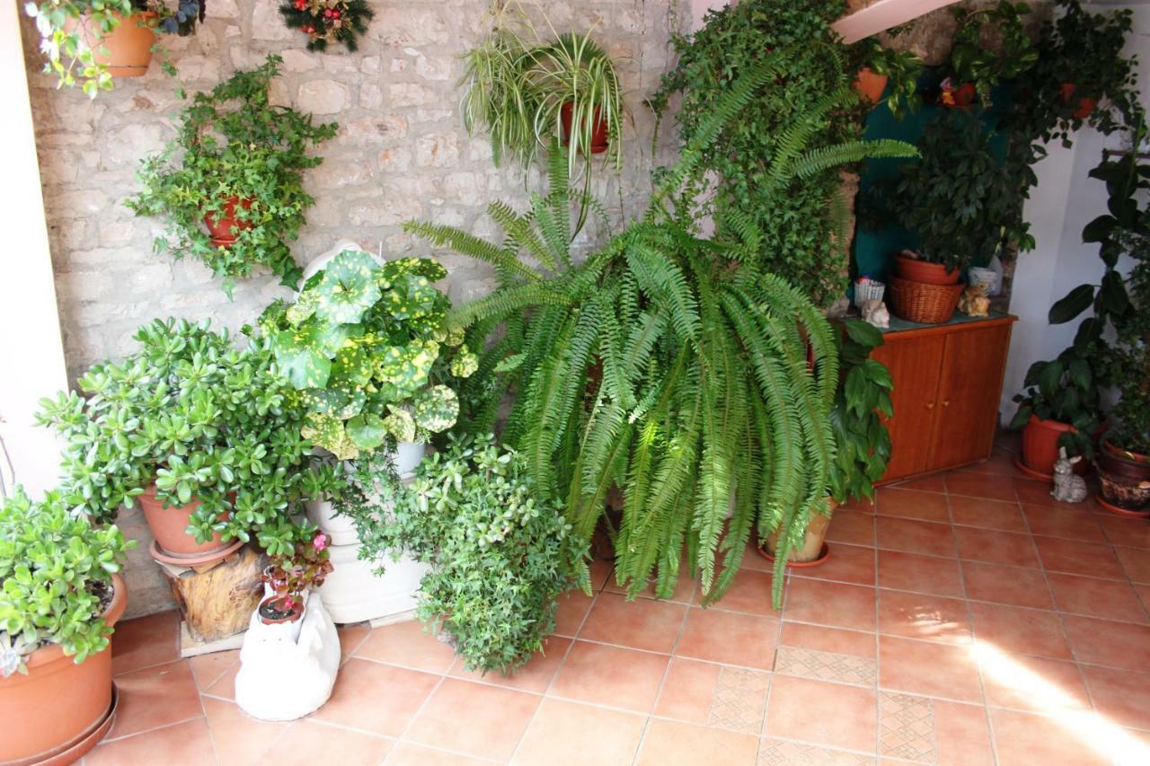 Apartment Nada Sali